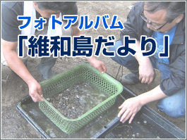 維和島だより